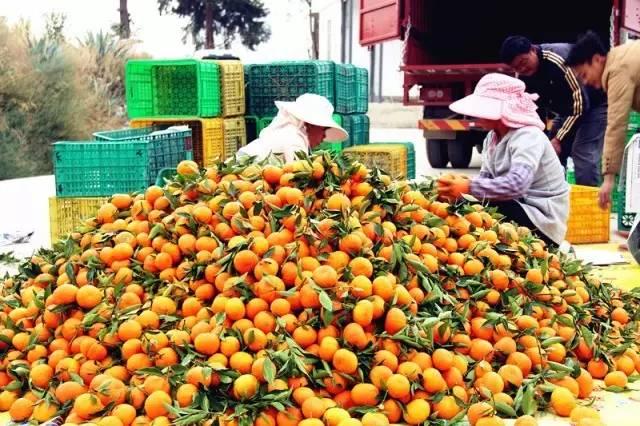 宾川县成立首个柑橘科普馆