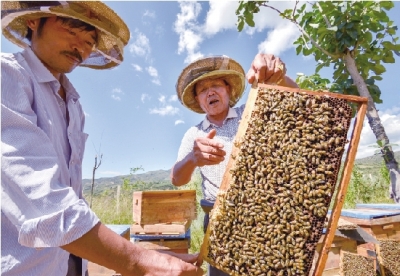 养蜂扶贫“酿造”甜蜜生活